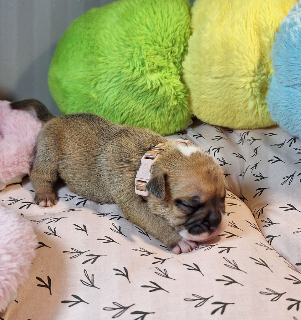 Du Mazet D'Or - Chiot disponible  - Bulldog continental