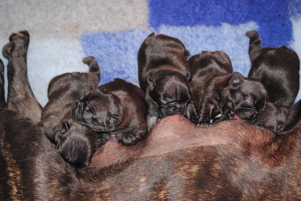 chiot Bouledogue français Du Mazet D'Or