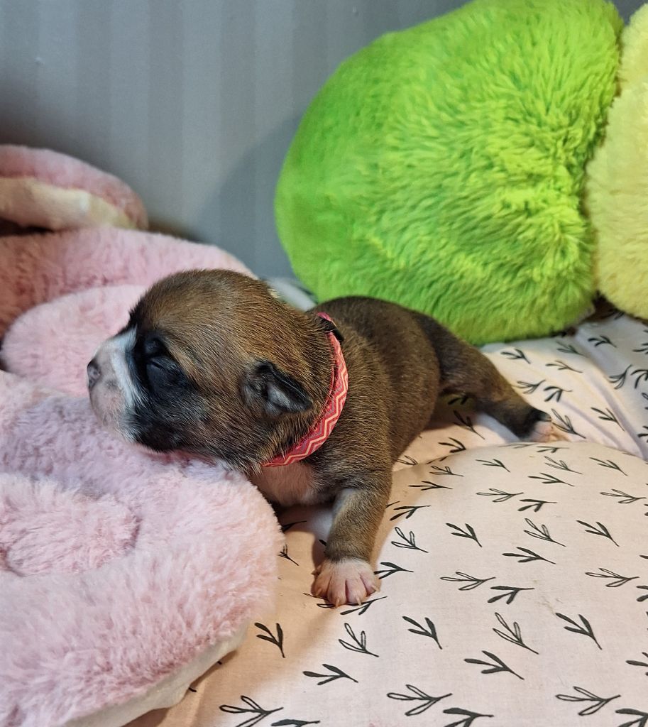 Du Mazet D'Or - Chiot disponible  - Bulldog continental