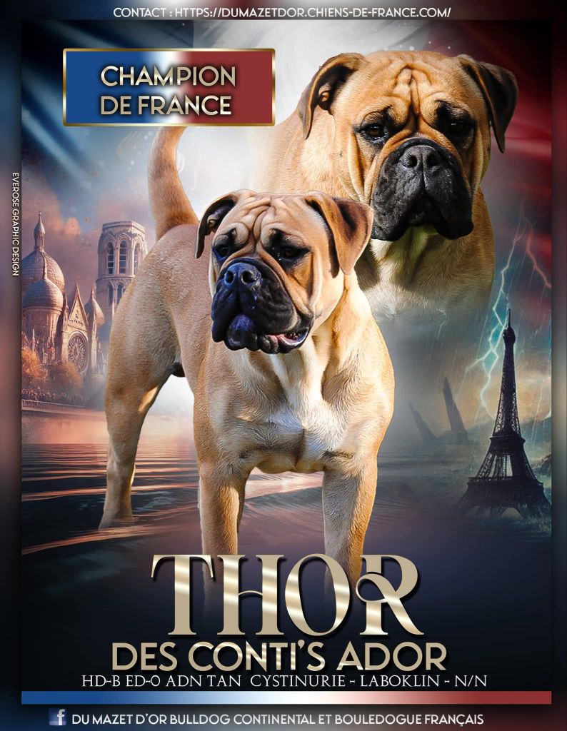 CH  THOR Disponible pour saillie 