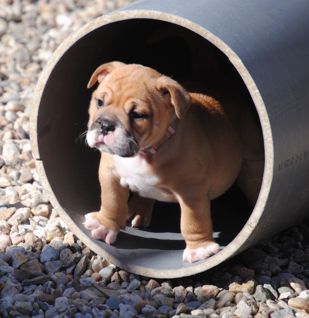 Du Mazet D'Or - Chiots disponibles - Bulldog continental