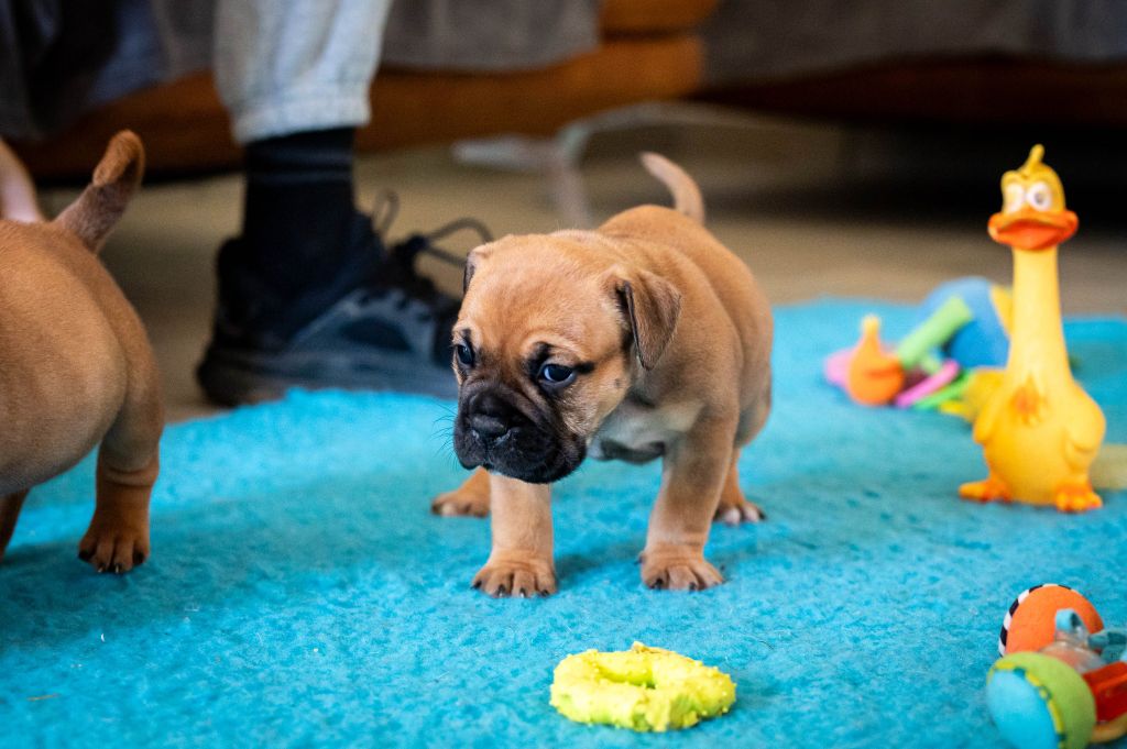 Du Mazet D'Or - Chiots disponibles - Bulldog continental